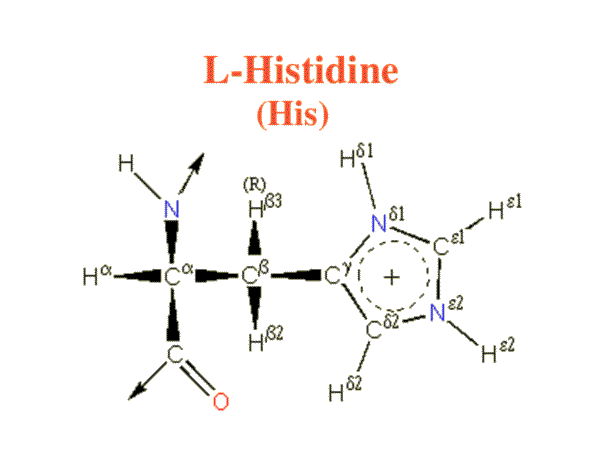 Histidine image